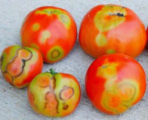 ویروس پژمردگی لکه ای گوجه فرنگی (Tomato Spotted Wilt Virus)